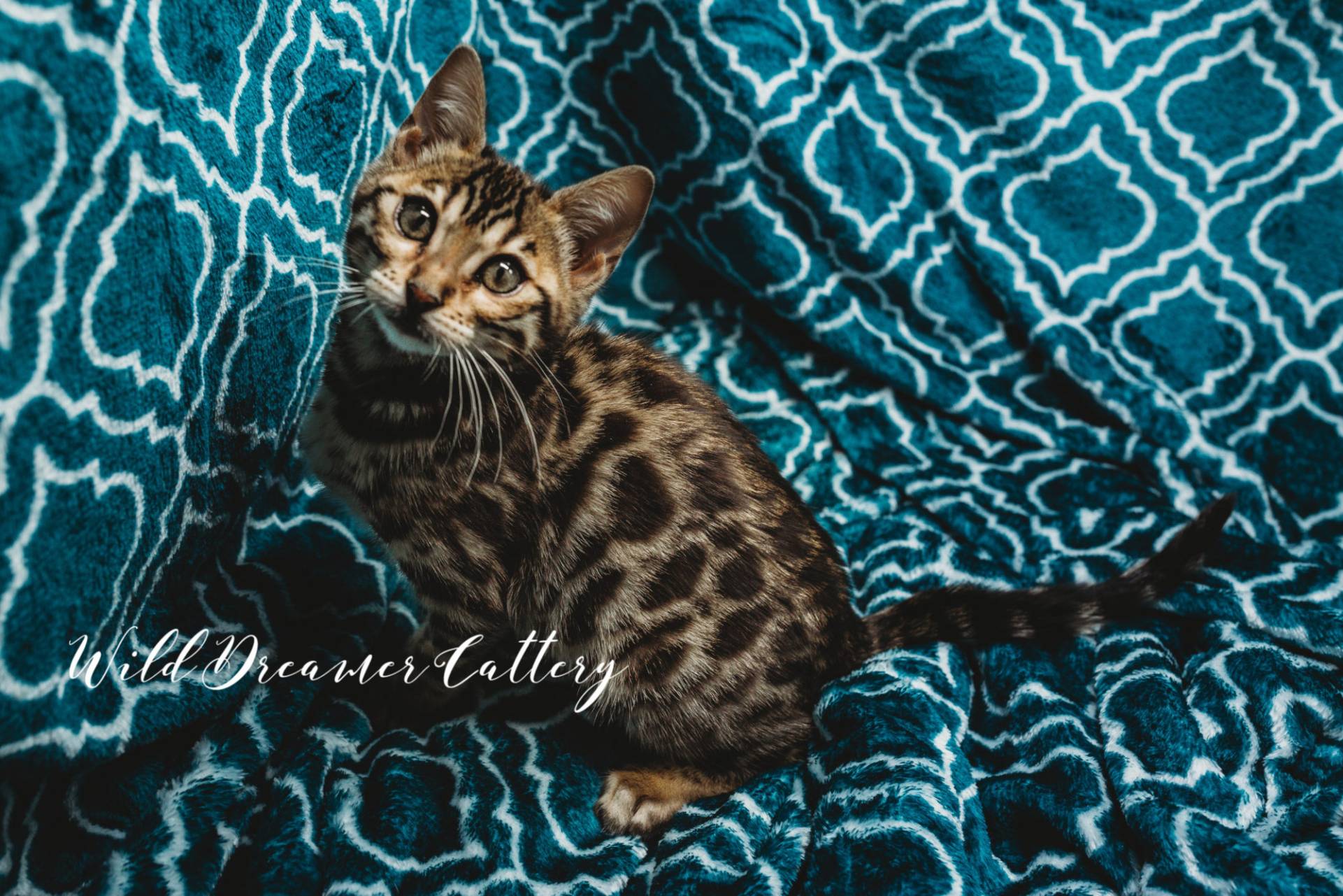 brown spotted Bengal kitten
